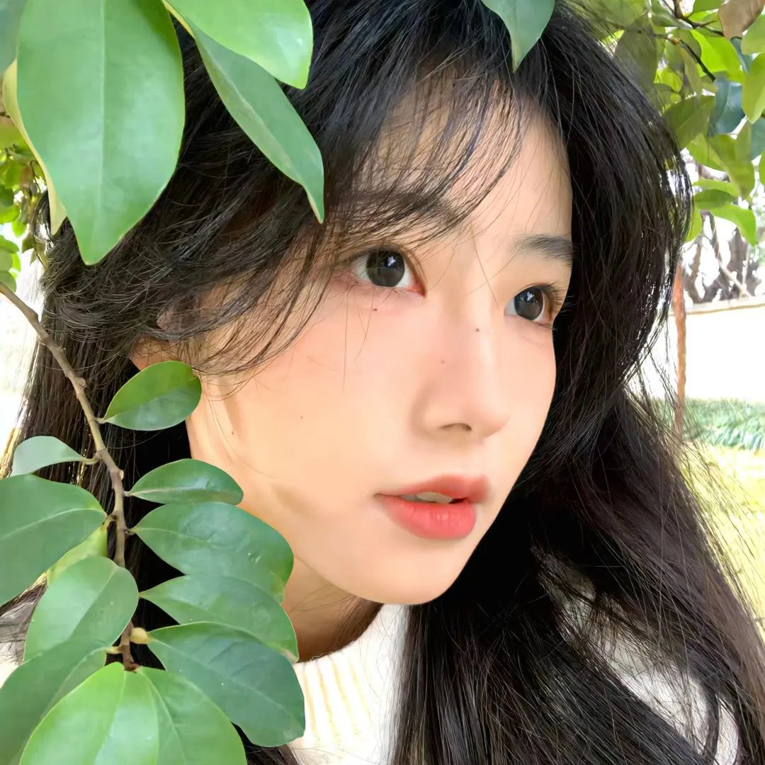 欧栗树